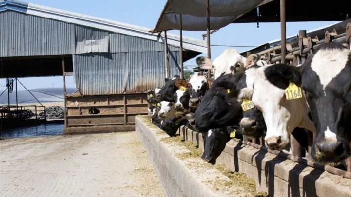 Turning manure to methane