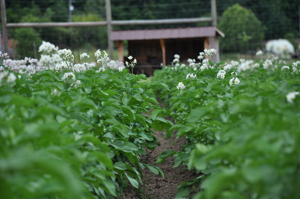 cover crops