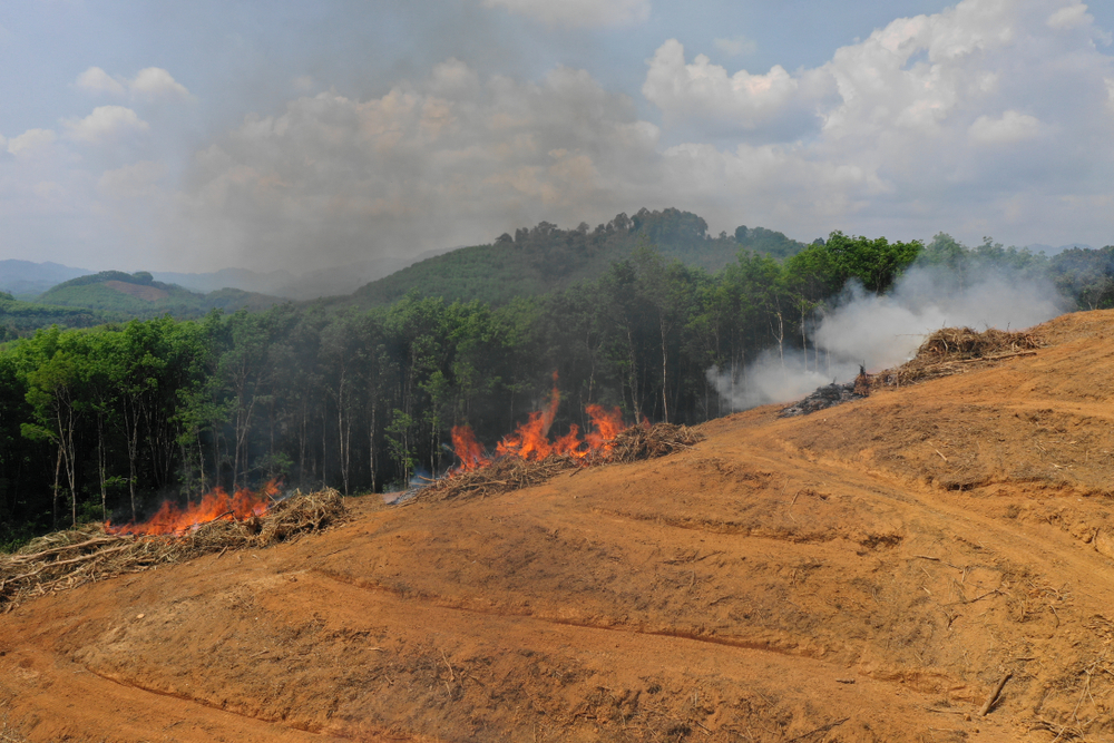 Trees in Amazon Rainforest in being cut and burned.