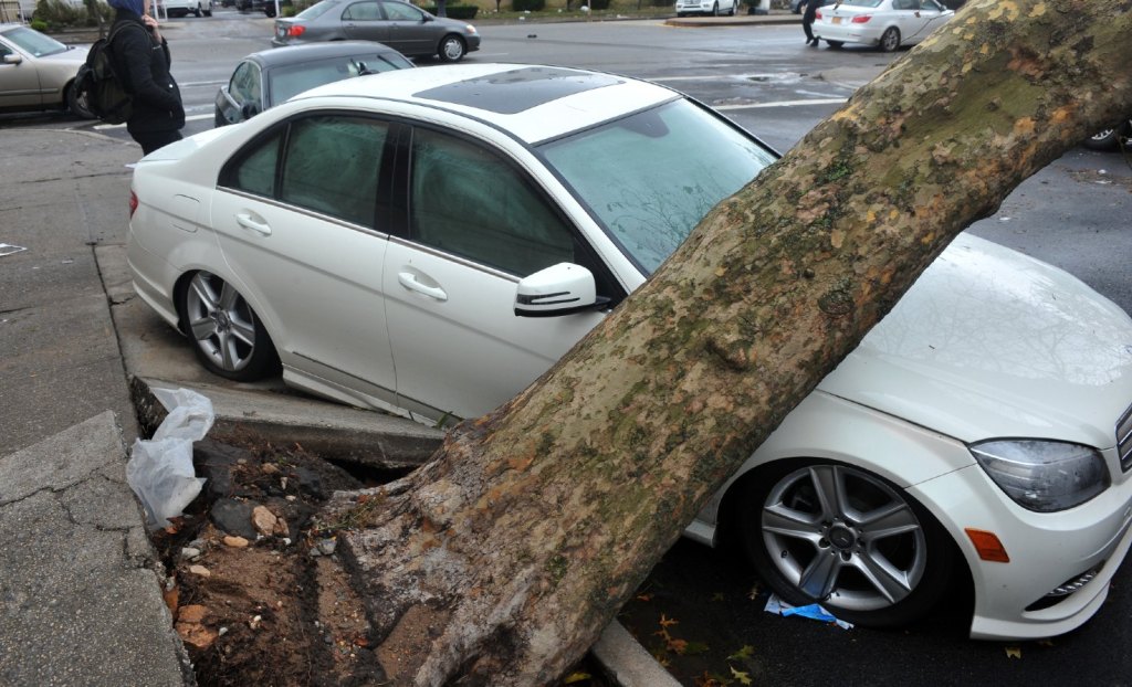 A Brooklyn tree felled by Hurricane Sandy in 2012.