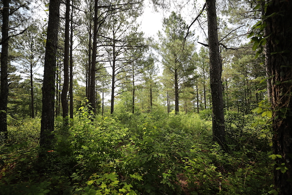 Property of an Alabama landowner enrolled in the NCX program. Image courtesy of NCX.