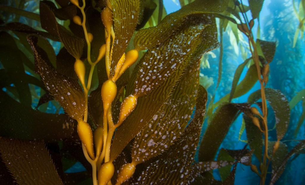 Giant kelp underwater.