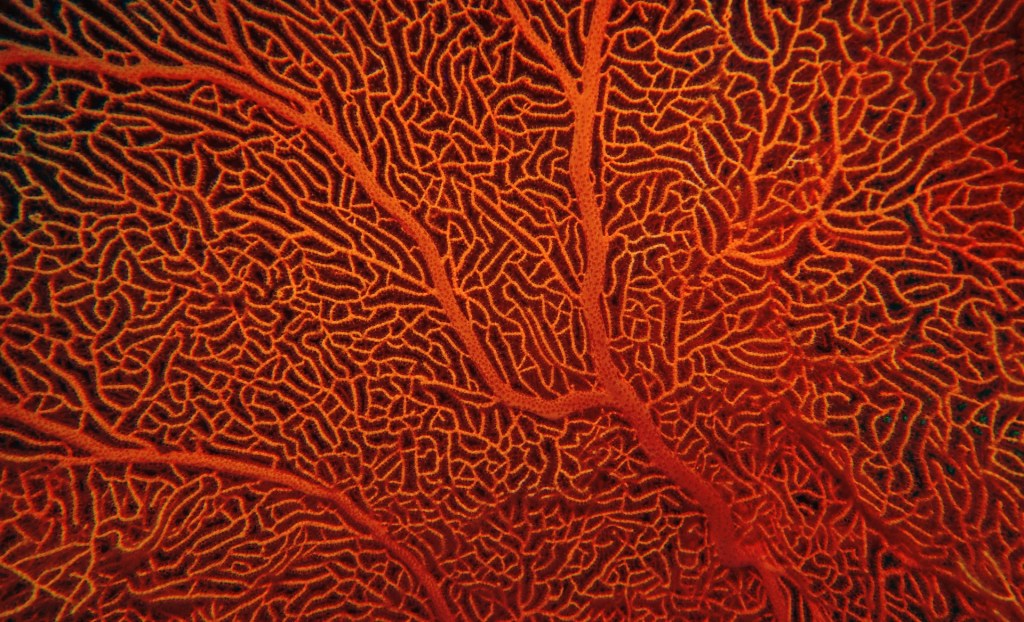 Gorgonia coral