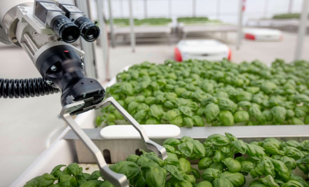 Basil grows inside an Iron Ox greenhouse.