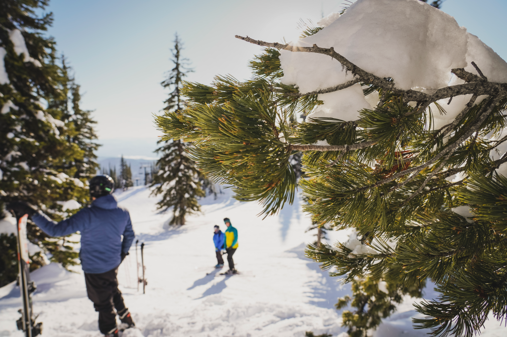 Healthy whitebark pines are hardy enough to live at very high elevations and are often the last species skiers see before the tree line.