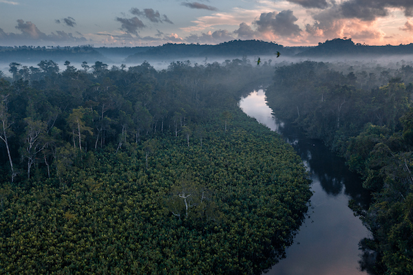 A Pachama Originals reforestation project