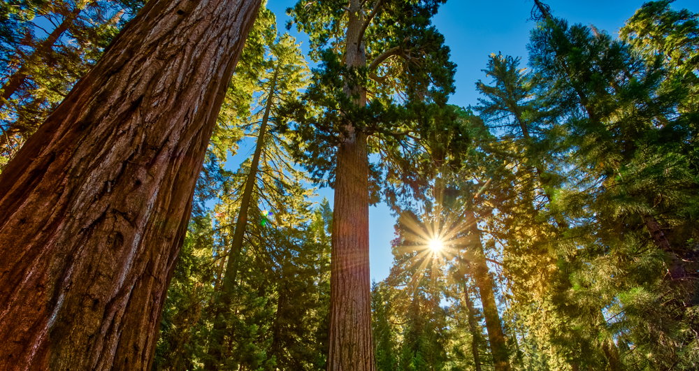 Sunrise in the Sequoias in the General Grant Grove area of the Sequoia & Kings Canyon National Park