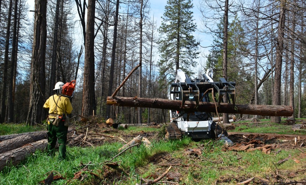 A maintenance crew removes dead trees in Sierra National Forest in California in 2017. Source: U.S. Forest Service