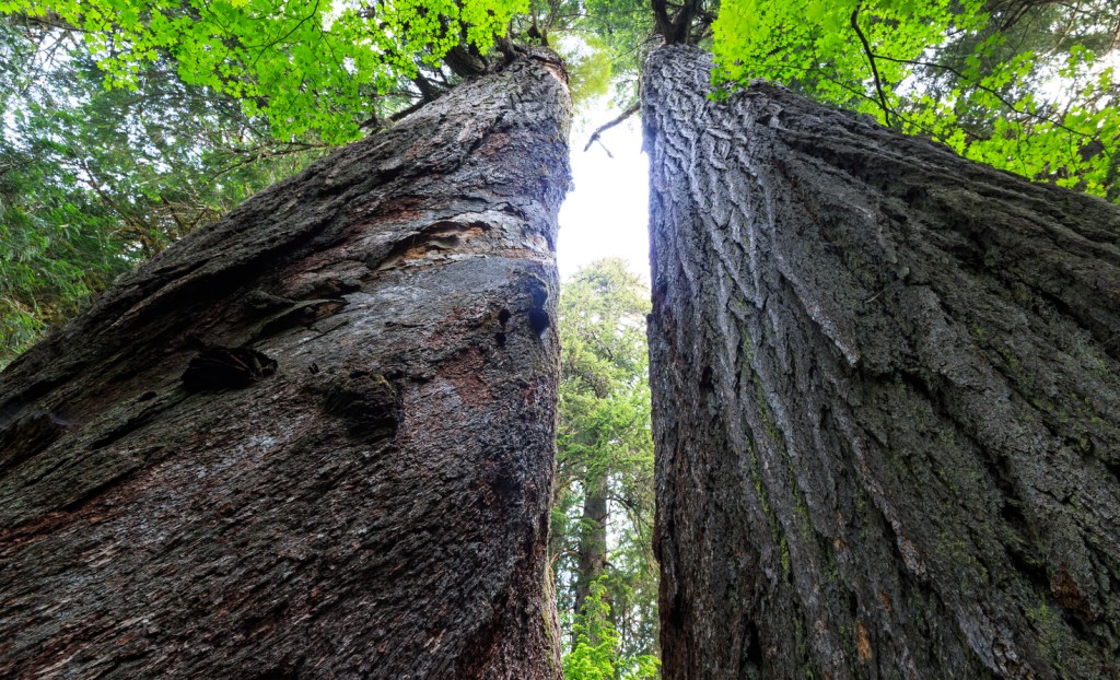 Two thousand-year-old Douglas Fir trees.