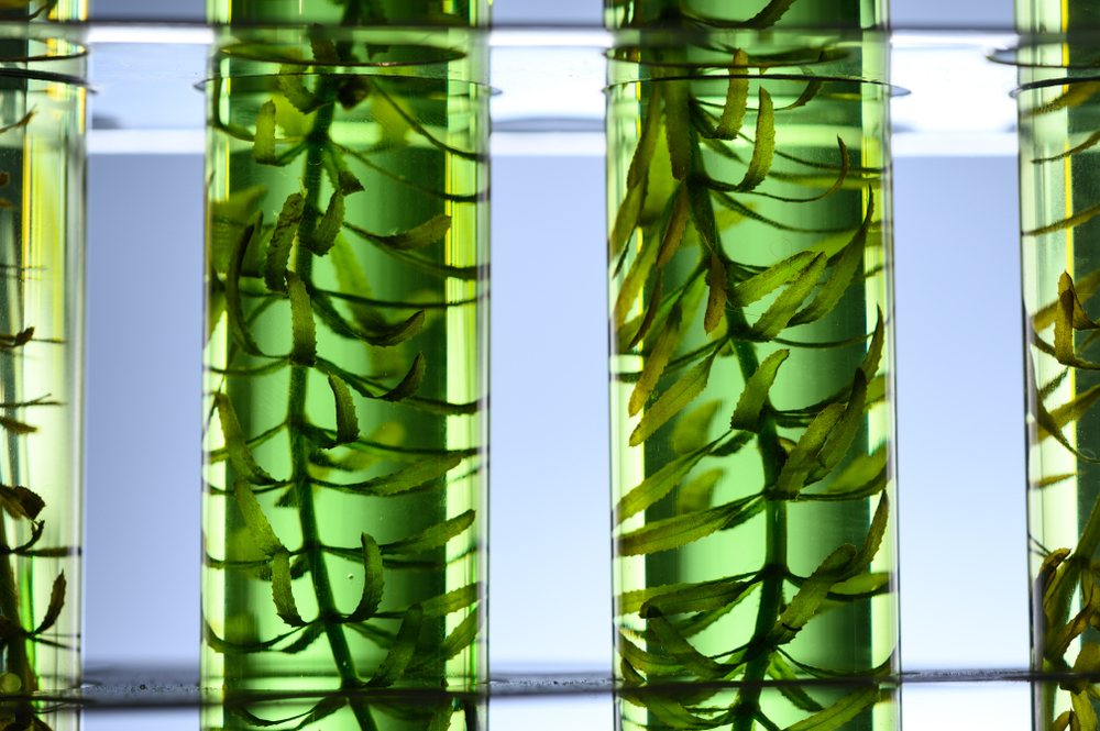 Algae seaweed in test tubes for laboratory research