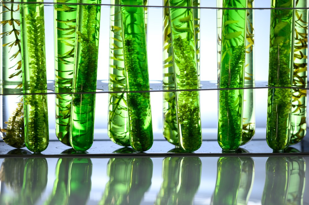 Algae in test tubes