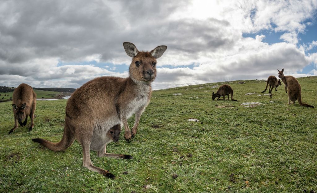 A group of companies in South Australia