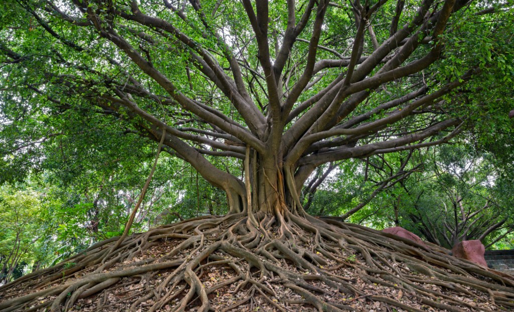 Banyan tree with extensive roots