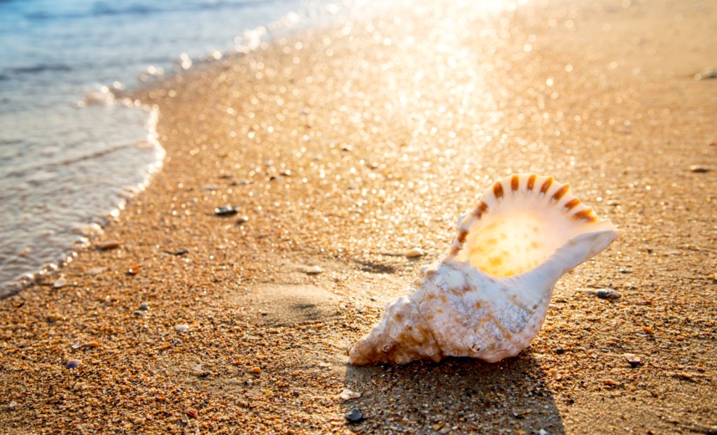 seashell on a beach