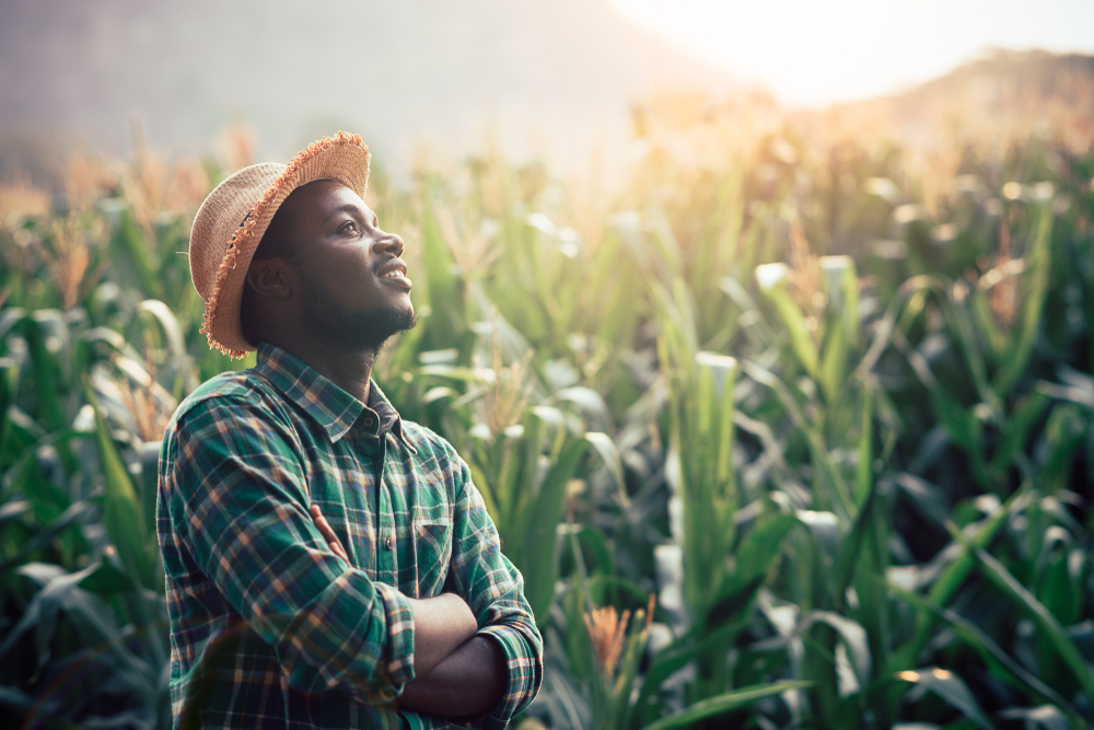 Black farmer with hat stands in a corn field