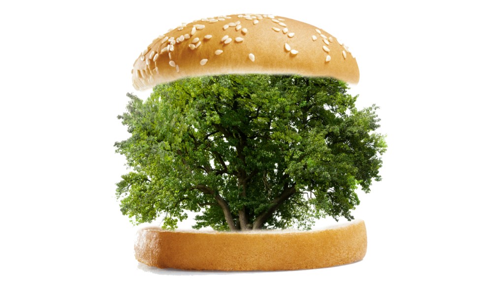 A tree inside a burger bun