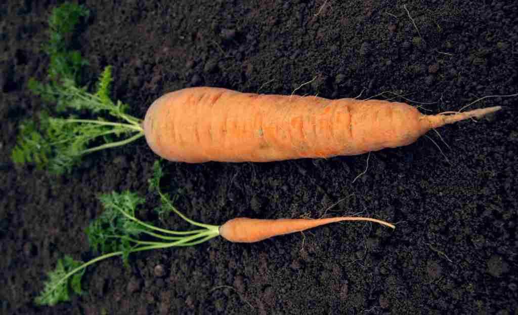 Big carrot
