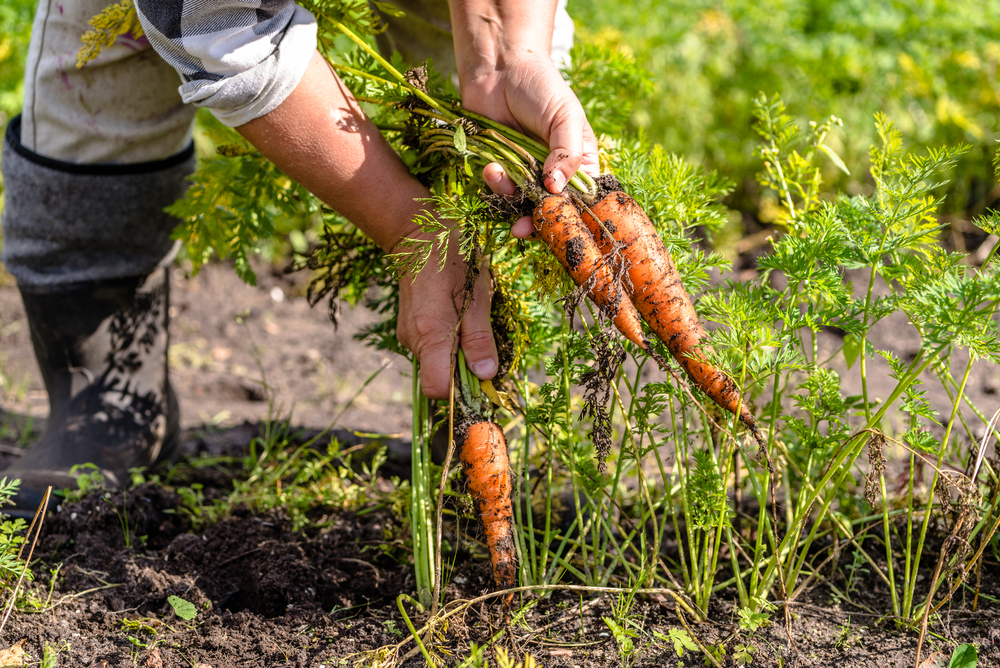 Farmer in field picking carrots