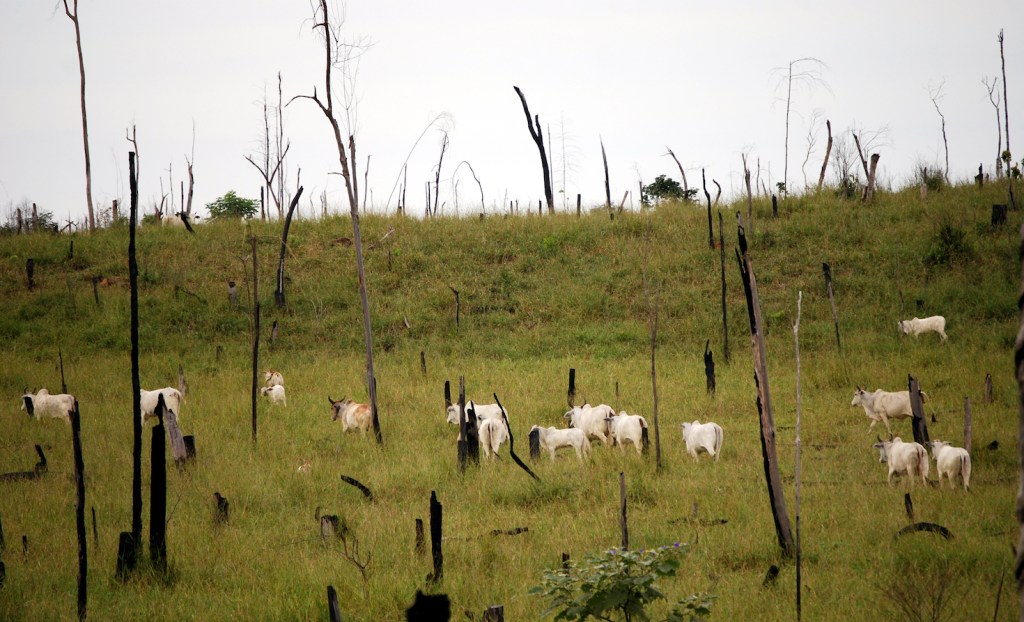 Cattle Deforestation