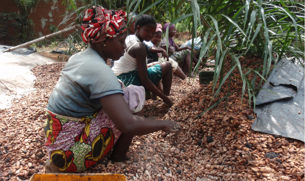 Women from Ivory Coast working in the countryside for cocoa production