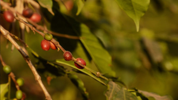 Coffee cherries