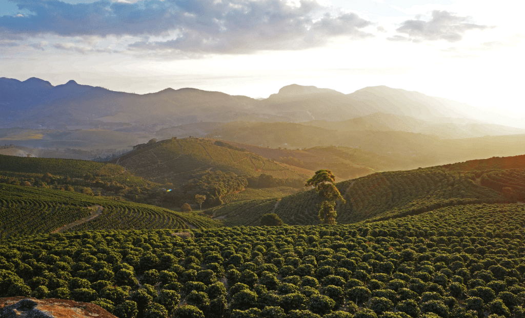 coffee fields