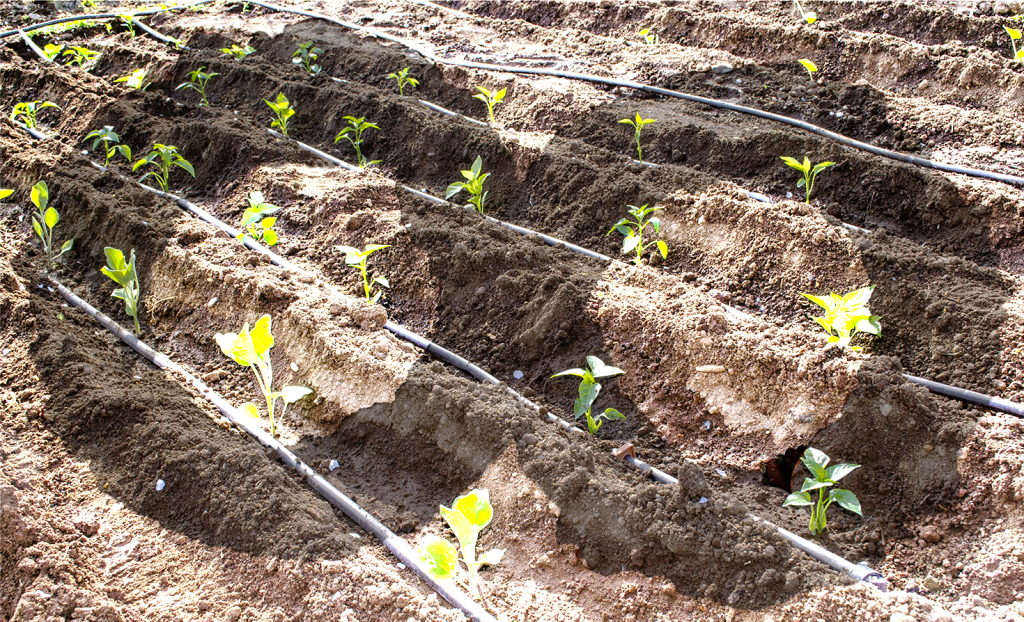 Composting loop system