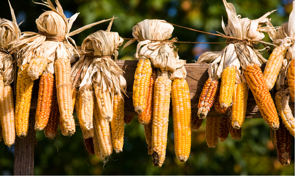 Several ears of fresh corn drying outdoors