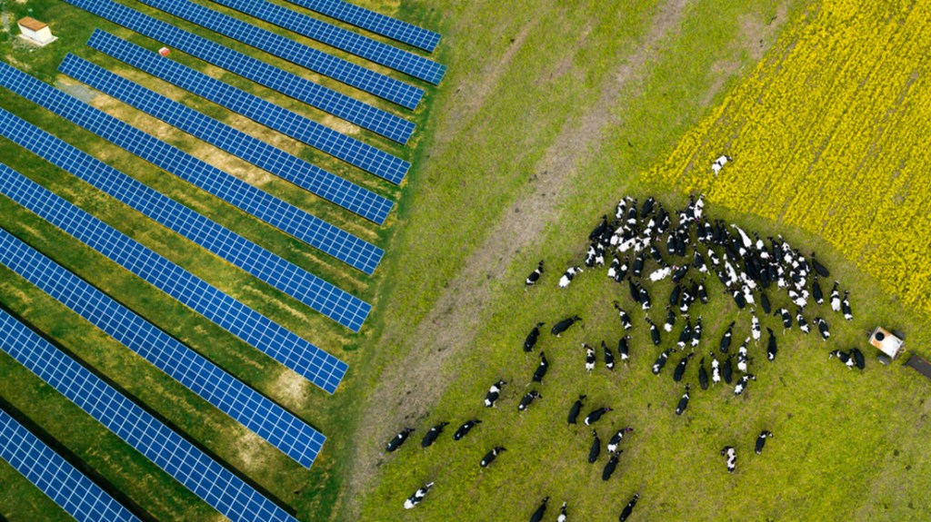 A herd of cows grazing near a solar power plant