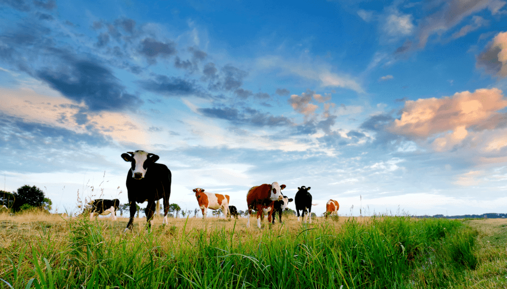 cows in a field