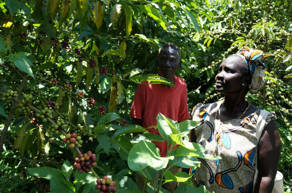 South Sudan Coffee