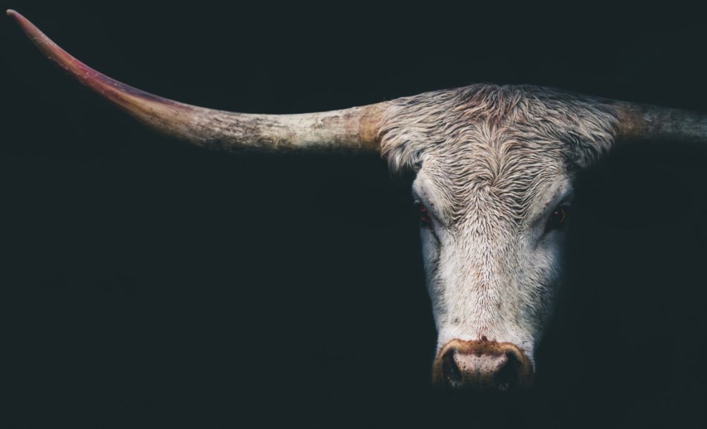 A longhorn cow.