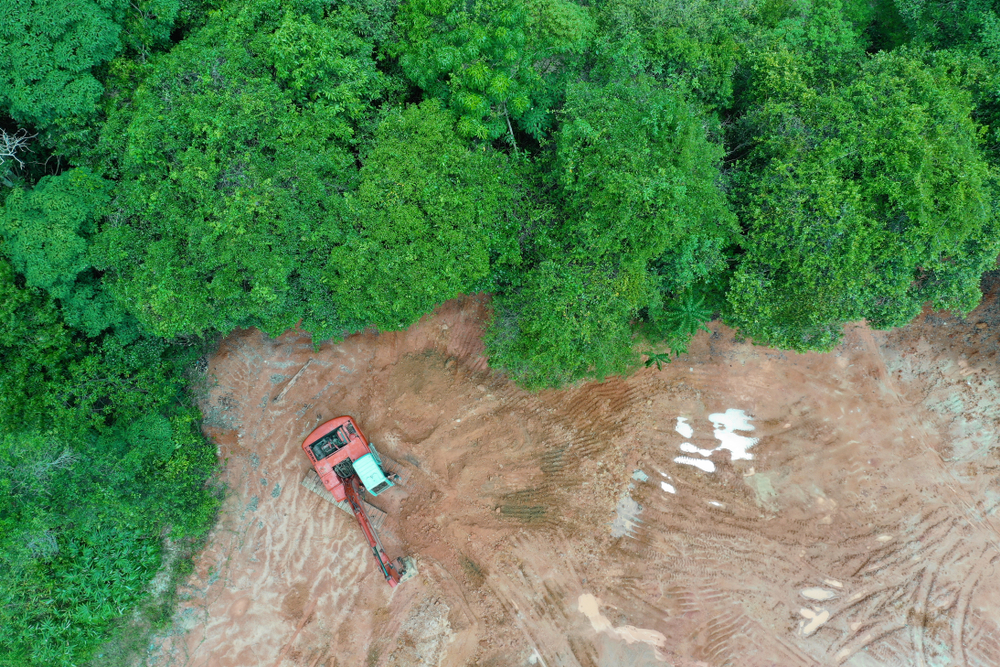 Rainforest jungle in Southeast Asia destroyed to make way for palm oil plantations