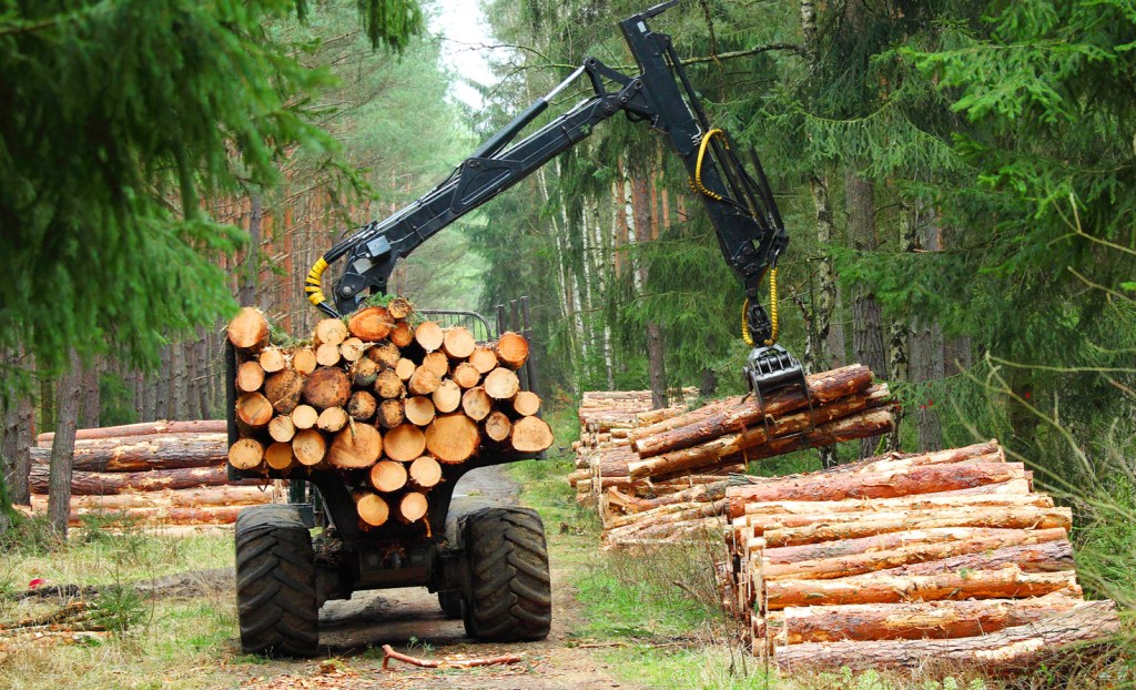 trees being chopped in a forest