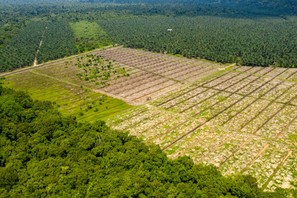 Deforestation in Borneo for palm oil plantations