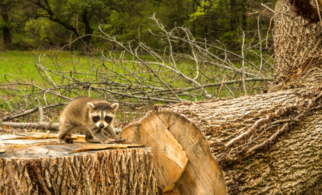 a felled tree with animals on top of it