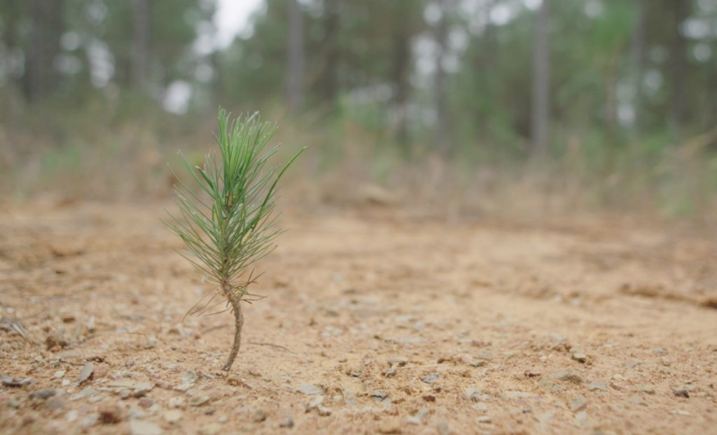 A tree sprout