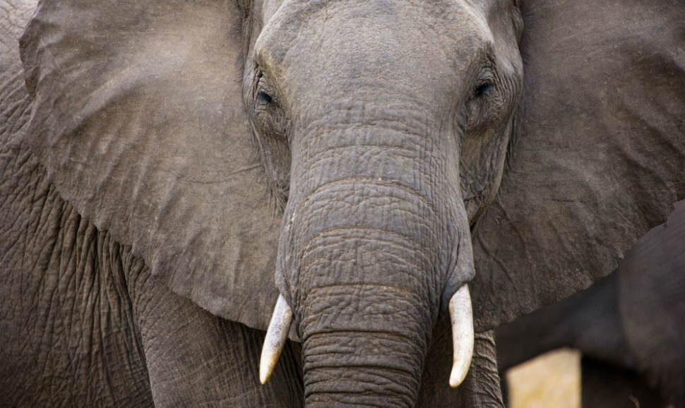 Elephant at Kruger National Park