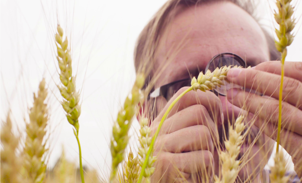 man looking at wheatgrass