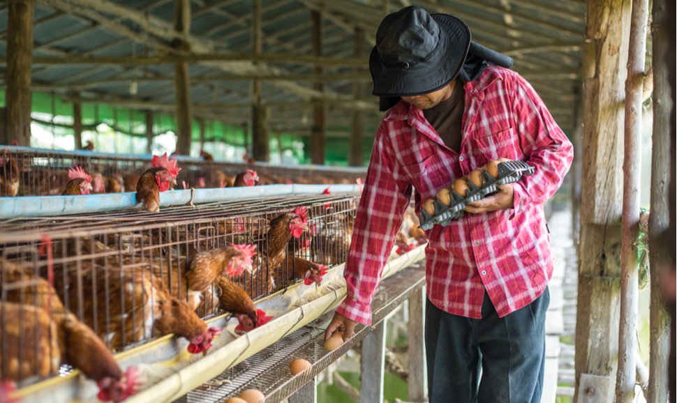 Farmer collects eggs on chicken farm