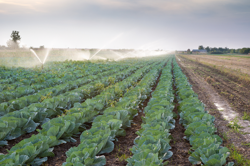 Irrigation of vegetables during sunset