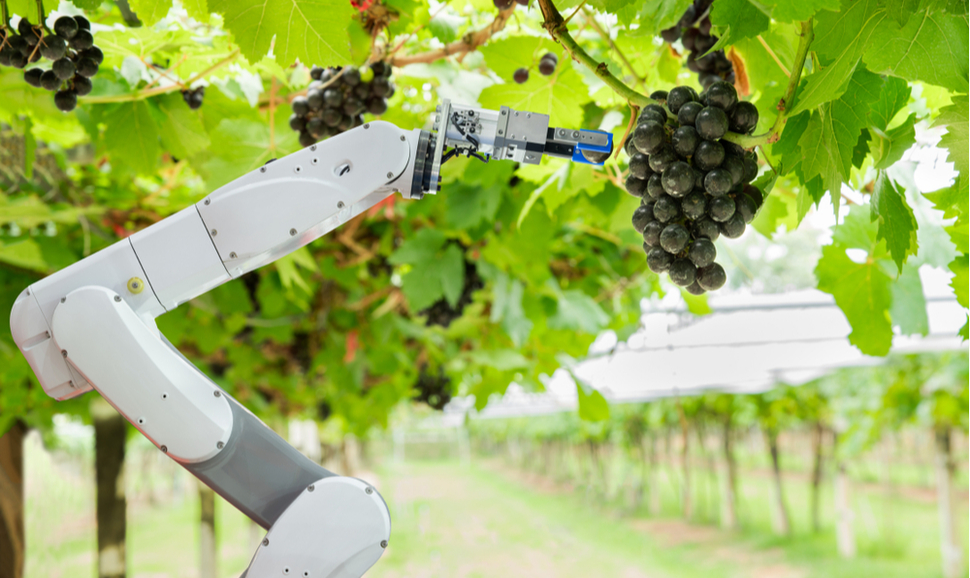 Agricultural robot assistant harvesting grapes to analyze the grape growth