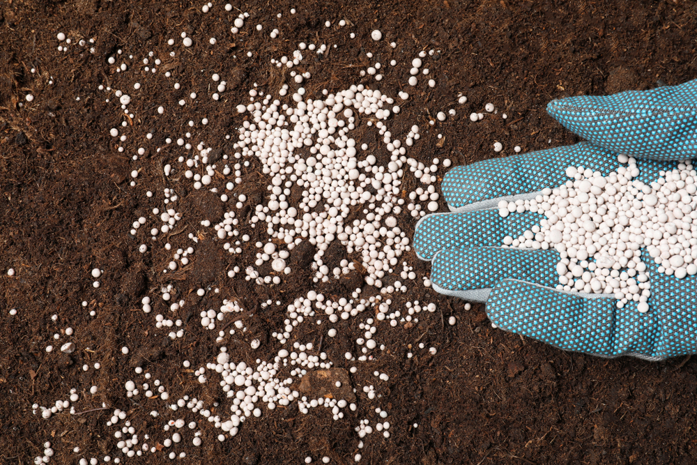 Close up view of a person's hand as they fertilize soil. They are wearing a blue glove and the fertilizer pods are white.