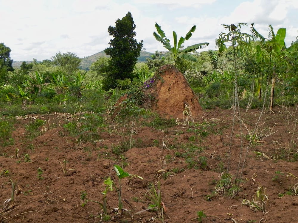 Mpanga Forest Reserve