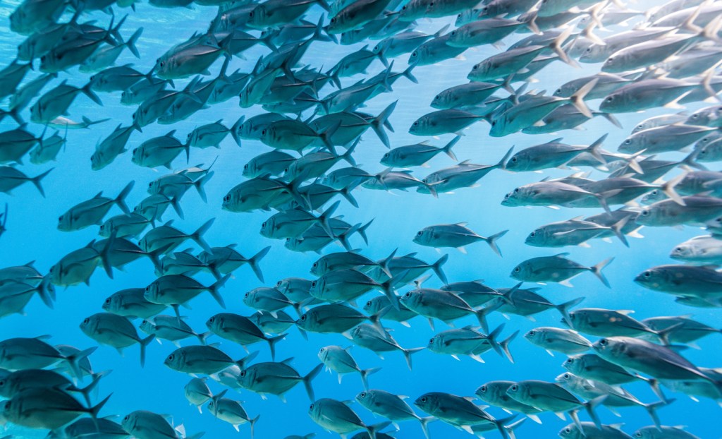 school of bigeye trevally jack fish