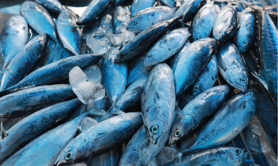 Fish at market in Thailand