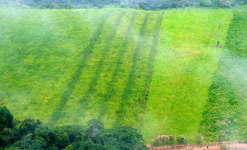 Remnants of rainforest edge agriculture near Rio Branco
