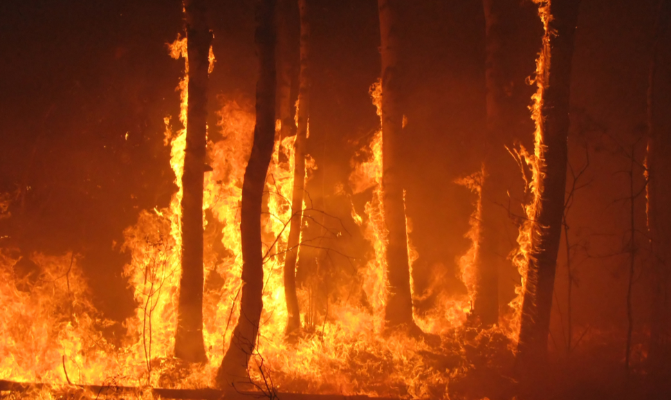 Trees in a forest fire