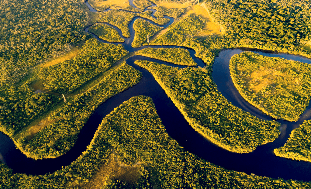 Amazon forest