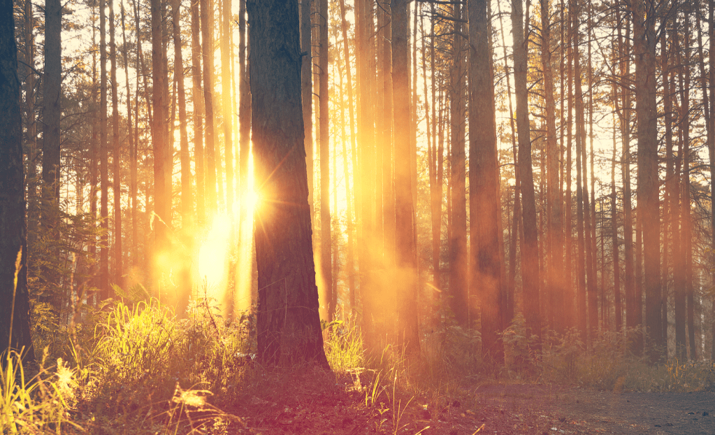 Forest with sunlight streaming through